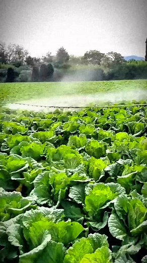 Stop buying pesticides | Smart Farm Insights