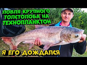 How to catch and land a big silver carp using technoplankton? I waited for it. Silver carp fishing.