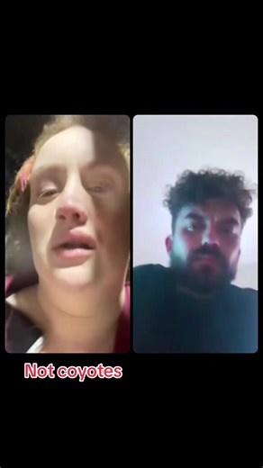#livehighlights #tiktoklive Not coyotes | coyotes chasing people