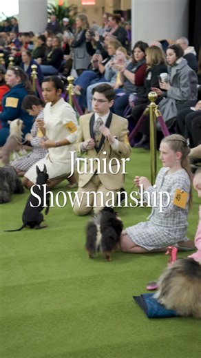 Westminster Kennel Club on Instagram: "For these young stars, Junior Showmanship is more than a competition, it’s commitment, learning, and love for the sport. ⭐️ Watch the 92nd Annual Junior Showmanship Finals presented by Purina @proplan tonight at 7:00 p.m. ET through the link in our bio."