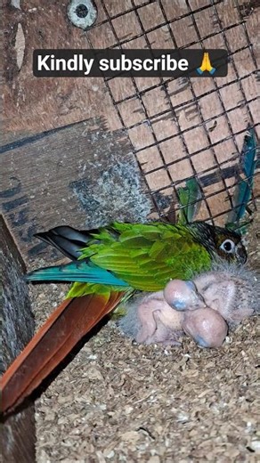 Beautiful Conure Hatching Eggs with Chicks 😍🐣💚 | Magical Bird Moment