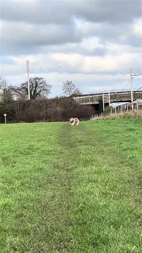 Barney dogs happy New Years train dash #tibetanterrier #pets #doglife #funnyanimals