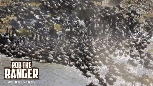 Congested Mara River crossing showcases Great Migration spectacle