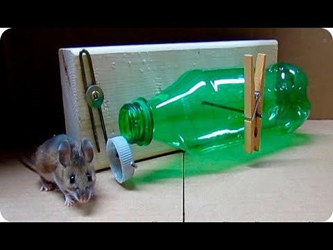THE BEST MOUSE TRAP YOU CAN MAKE! || Toni's Little Garden