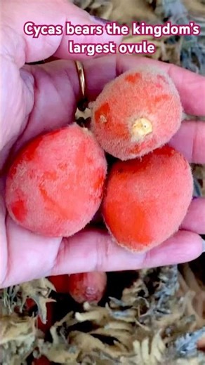 Beautiful nature seed video || Cycas bears the kingdom’s largest ovule #shorts #nextcreator #trend