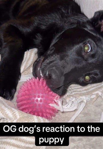 Honestly can’t blame her because I looked at him the same way with those crazy eyes #GSD #labrador #dogs #hellnah #FYP