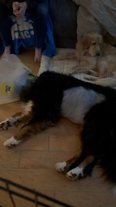 I know we have posted a ton of stuff that has made people cry lately. I’ve been weepy for days over the rollercoaster of Bunsen’s health. I have one more story to tell, and I can’t promise you that it won’t make you cry. While Bunsen was in hospital the first night we realized that night was the first night Bunsen and Beaker have been apart for a night. As long as Beaker has known our house as her home, she hasn’t been without her big brother. The day Bunsen was rushed to hospital, Beaker lost h