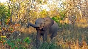 The Most Amazing Animals on Earth Compilation 2018