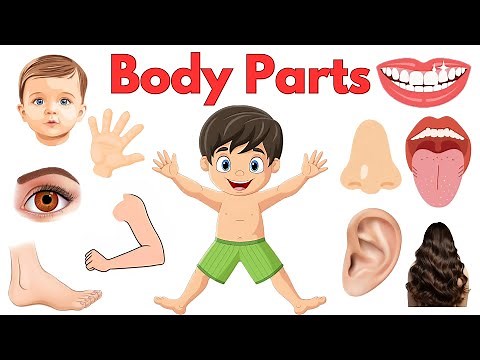 Parts of Body | Body Parts Name | Learning videos for kids | First words for babies | English vocab