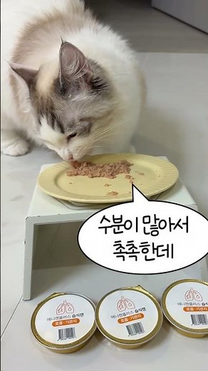 강아지 켁켁거림 원인과 기관지 관리 방법｜애니캔플러스 호흡·기관지
