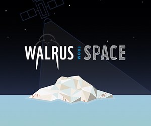 Become a detective and spot walrus from space