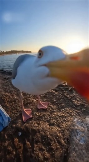 Seagull Steals My GoPro #AI #Sora2 #seagull #beach | Virtual Venture