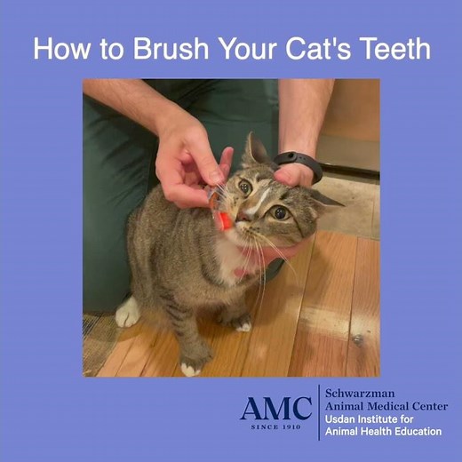 How to Brush Your Cat's Teeth