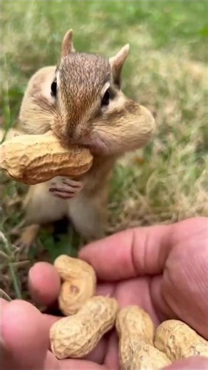 Cute Squirrel Eating Peanuts | Adorable Nut Crunching Scene 🥜🌿 #exclusive #animals #chipmunk #cute