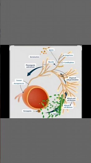 biology students fungiBasidiomycota Explained | Mushrooms, Spores & Fungi Life #biology #fungi