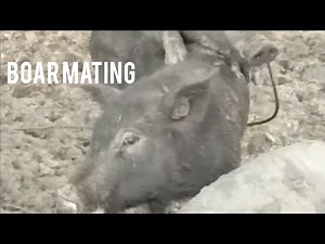 When And How Native Female Boar are Ready to Mate(educational) Must Watch This!
