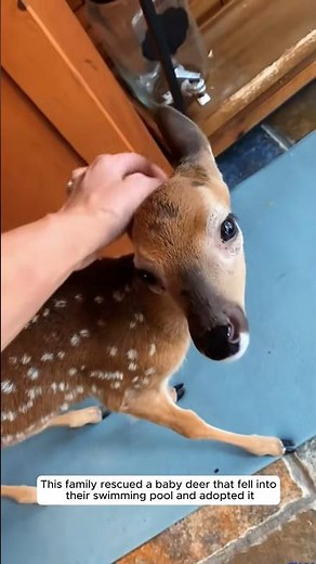 This family rescued a baby deer that fell into their swimming pool and then