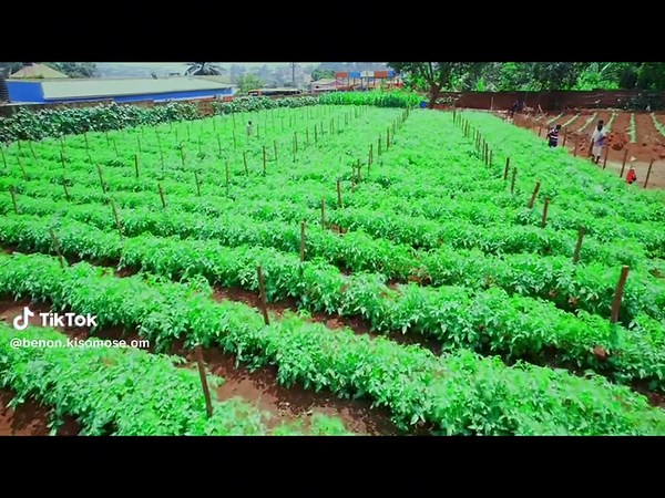 BENON KISOMOSE HOPE ORGANIC op TikTok