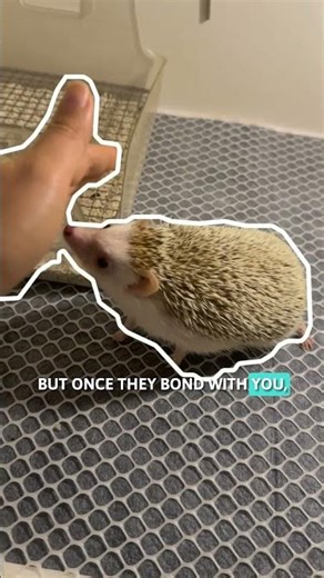 Is a Hedgehog Actually a Good Pet? 🦔