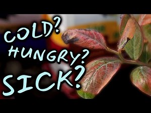 What's Wrong With This Blueberry Bush? Red and Purple Leaves?