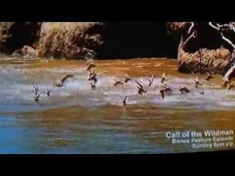 CROC SWALLOWS GAZELLE WHOLE!!!