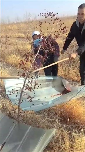 Smart Trick: Collecting Berries from Bushes Using Sheet Metal