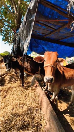 Peaceful Village Life | Calm Cow Shed Scene | Rural IndiaIf you want a little shorter