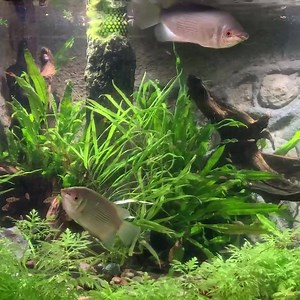 15K views · 182 reactions | Kissing fish? These kissing gourami aren't blowing kisses. They are feeding on brine shrimp (look out for the white 'dots' in the video).  : Sandra Binti Nur Muhamad, Senior Aquarist | Mandai Wildlife Reserve | Facebook