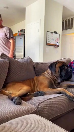 23K views · 590 reactions | #pet #dog #pets #dogsofinstagram #cute #puppy #dogs #petstagram #dogstagram #love #instadog #animal #animals #doglover #cat #petsofinstagram #dogoftheday #photooftheday #instagood #adorable #ilovemydog #catsofinstagram #cats #pup #instagramdogs #dogs_of_instagram #nature #lovedogs #petsagram #instapuppy | Dogs Animals | Facebook