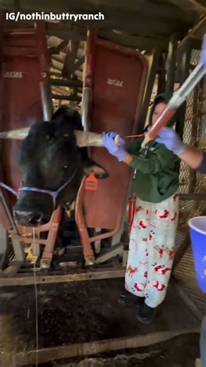 Treating a Bull’s Injured Horn
