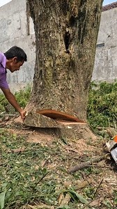 Felling rain tree trunk. | Yulianto
