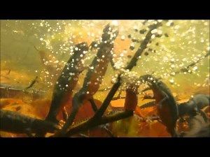 Molche fressen Froschlaich