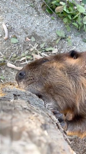 かじるよビーバーだもの🪵 #アメリカビーバー #ビーバー #beaver #animals #cuteanimals #かわいい動物 #癒し #トリアスふれあい動物園 #animalshorts