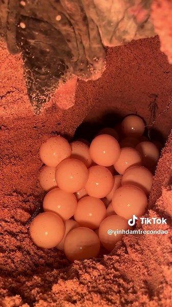 #condao #dulichvietnam #ruabien🐢_team #vungtau