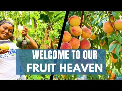 From Bare Land to a Fruit Paradise 🍊🥑 | Our Organic Farm Journey to Self-sufficiency