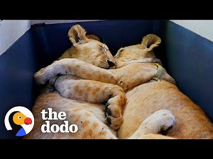 Baby Lions Are Rescued From A Living Room | The Dodo Go Wild