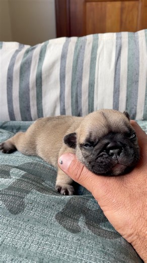 Cutest hiccups in the whole universe 💕 #frenchienation #puppyfrenchie #frenchiesociety #frenchiereels #frenchiepuppy #ilovemydog | jmarcoz