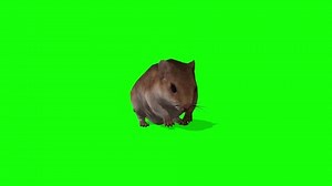 Mouse Walking on Green Screen