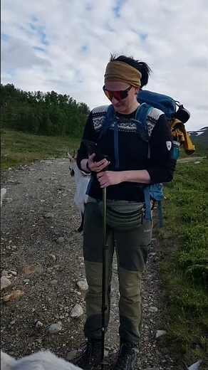 Mountain Goats In Norway 🇳🇴