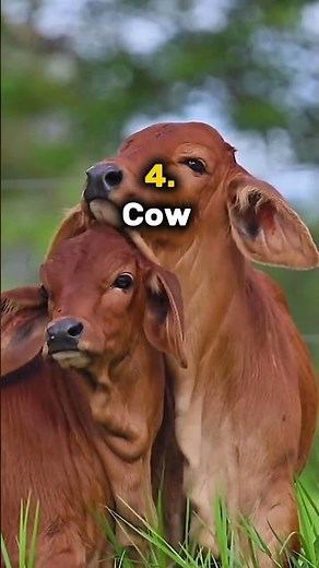 8 types of meat that are halal #trending #foryou #islamic #meat
