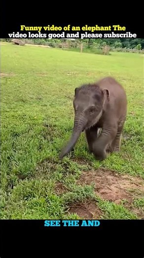 Baby elephant starts playing with football