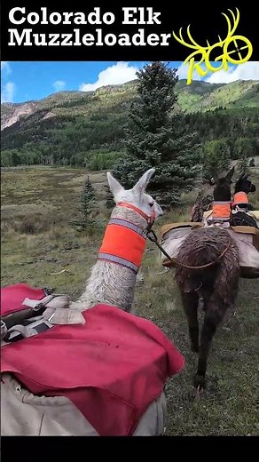 Colorado Muzzleloader Elk 2025 #elkhunting #coloradoelk #muzzleloaderelk