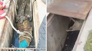 Trapped monitor lizard in Malaysia turns out to be 10ft crocodile