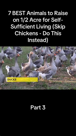 7 Best Animals to Raise on Half an Acre for Self-Sufficiency