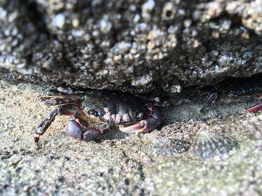 Morro Bay Wildlife Spotlight: Striped Shore Crab (Pachygrapsus crassipes)