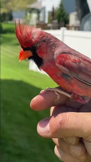 Making Friends With A Wild Cardinal