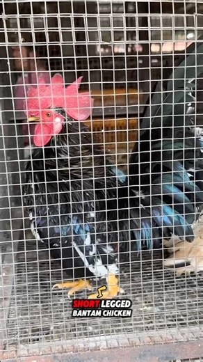 Look at this male short leg bantam chicken 😇 #chickenfarm #bantamchickens