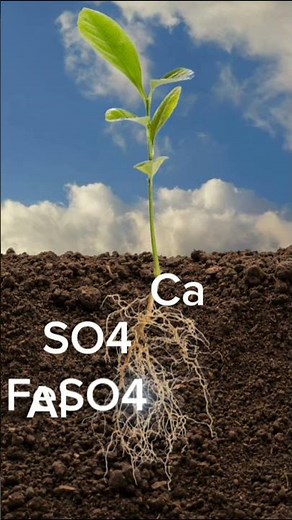 Cómo actúa el yeso agrícola en el suelo de los cultivos #plantas #agricultura