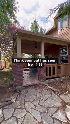 15K views · 649 reactions | Transforming ordinary spaces into feline...
