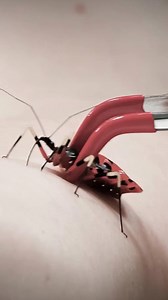 20K views · 259 reactions | Armed with a razor-sharp bite and toxic saliva, this stealthy predator can deliver excruciating pain. | Mark Vins | Facebook